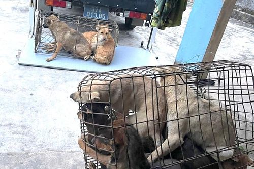 Triệt phá ổ nhóm trộm chó luôn thủ sẵn hung khí để chống trả