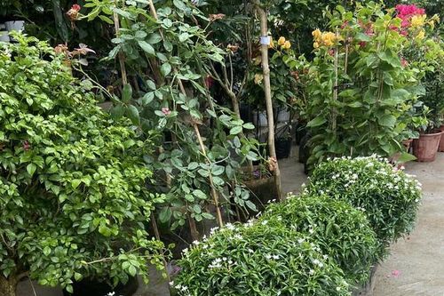 Cây cảnh hoa nở quanh năm, mùi thơm nhẹ giúp thư giãn, tên nghe đã thấy phúc khí vào nhà