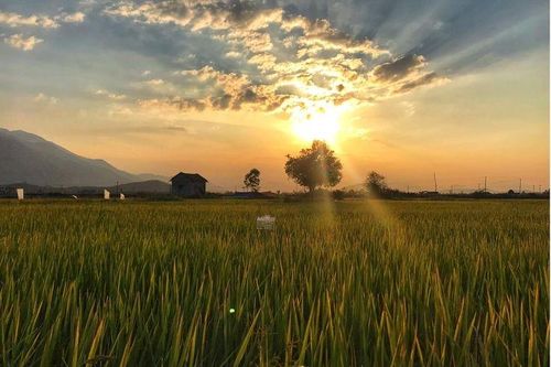 Thơ Nguyễn Tấn Hỷ: Nghiêng