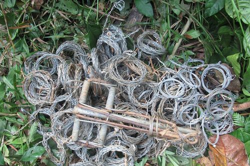 Loại bỏ bẫy dây - mối đe dọa lớn đối với động vật hoang dã