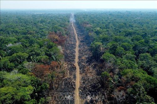 Brazil kiên quyết chấm dứt nạn phá rừng Amazon