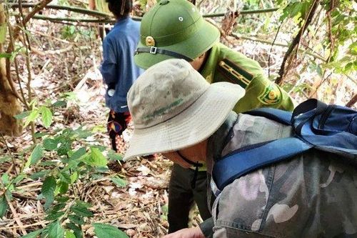 Nhóm phụ nữ trình báo thấy hổ: Nghi là mèo rừng