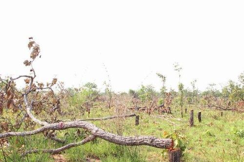 Đắk Lắk: Tình trạng phá, lấn chiếm đất rừng vẫn diễn biến phức tạp