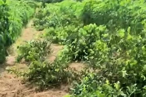 Nghệ An: Hàng trăm gốc chanh đến kỳ thu hoạch bị kẻ xấu chặt phá