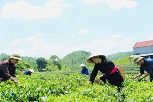 Bắc Giang: Phát triển du lịch nông thôn gắn với Chương trình OCOP
