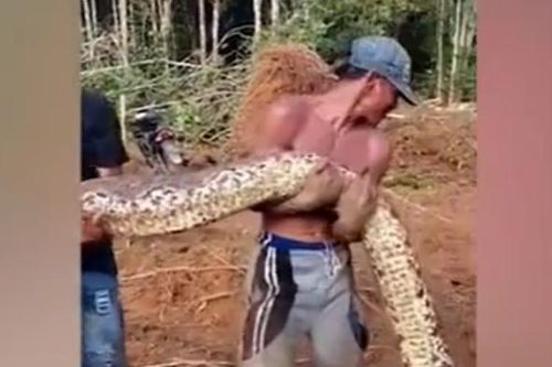 Dọn đường dẫn vào làng, hết hồn 'quái thú' khổng lồ 6m trườn ra