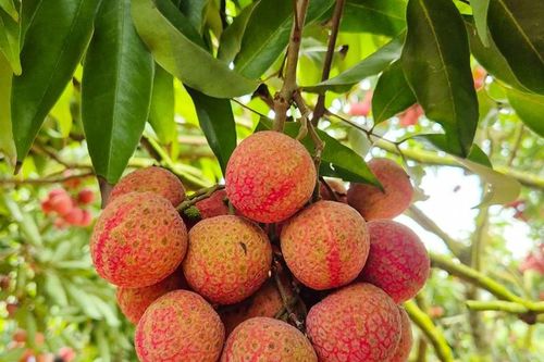 Độc đáo vườn vải thiều trĩu quả, 30 năm không mất mùa