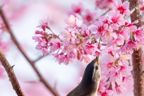 Vẻ đẹp của chim trời