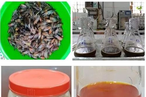 Thức ăn cho cá koi từ vỏ đầu tôm
