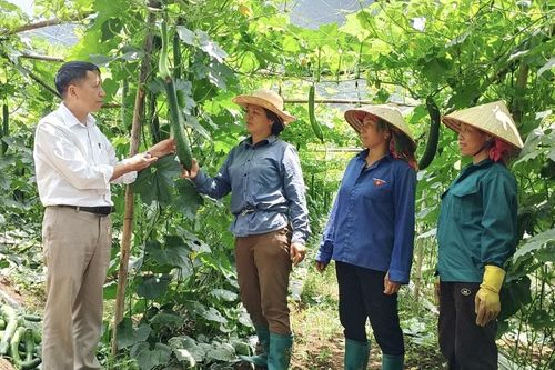 Hiệu quả cây bí xanh trên đất Bình Lư