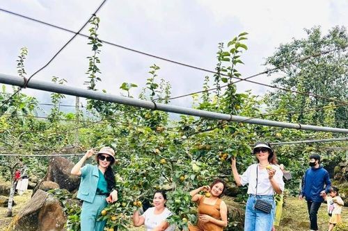 Trải nghiệm hái lê Tai Nung tại huyện Bát Xát - Lào Cai