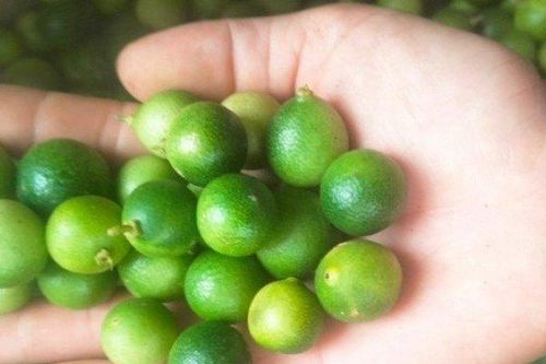 Loại chanh tí hon lên cơn 'sốt', dân buôn thu gom không kịp bán
