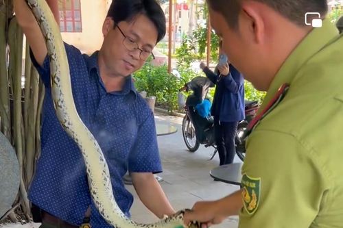 Bắt giữ cá thể trăn quý lạc vào quán cà phê
