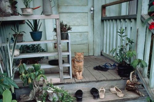 Nên đi giày vào nhà hay bỏ ngoài cửa? - câu hỏi gây nhiều tranh cãi ở Mỹ