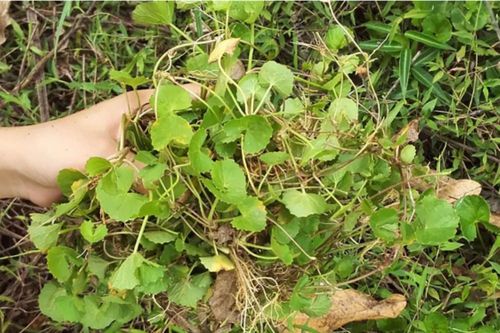 Điều gì xảy ra khi bạn uống nước rau má?