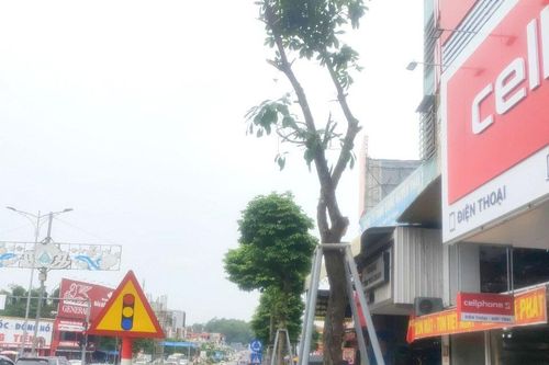 Làm rõ việc phá hoại cây xanh đô thị