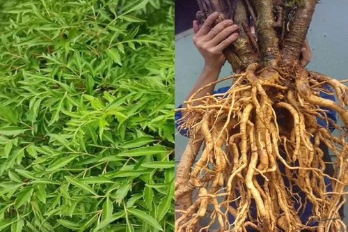 Đinh lăng trồng bao nhiêu năm thì thu hoạch?