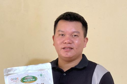 Anh Nhất trồng lúa hữu cơ