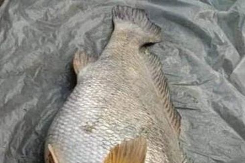 Bắt được con cá nặng 52kg, người phụ nữ bán với giá 91 triệu đồng