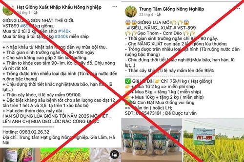 Khởi tố 7 đối tượng bán giống lúa không có thật VST - 899 cho nông dân