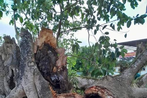 Cây đa lịch sử hơn 300 trăm năm tuổi bị gãy đổ