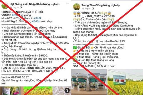Lừa bán giống lúa không có thật, chiếm đoạt 7,8 tỷ đồng