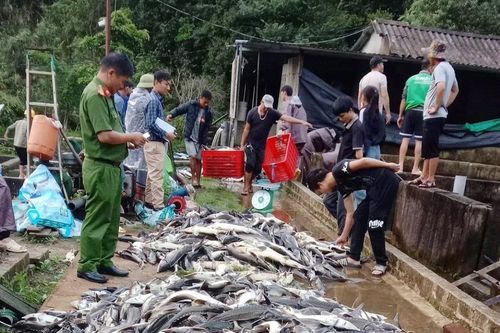 Lai Châu: 11 tấn cá tầm chết bất thường, thiệt hại lên đến hàng tỷ đồng