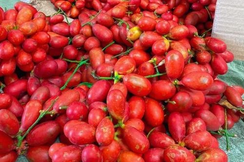 Quả rừng đỏ như máu, trước mọc hoang không ai ngó, giờ có giá lên tới 500.000 đồng/kg