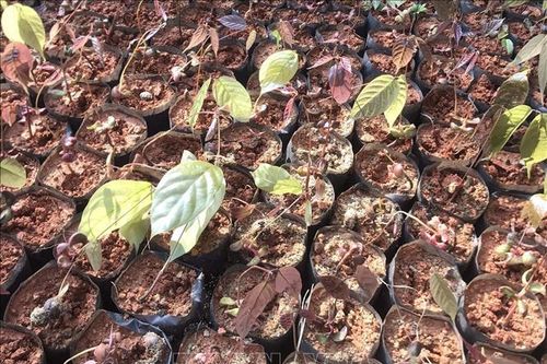 Bảo tồn một số loài cây họ Dầu quý tại Xuân Liên, Thanh Hóa