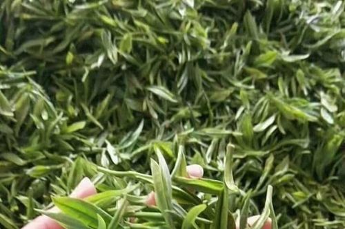 Giá chè Ấn Độ tăng cao