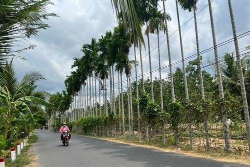 Bến Tre có thêm 13 xã đạt chuẩn nông thôn mới, nông thôn mới nâng cao, nông thôn mới kiểu mẫu