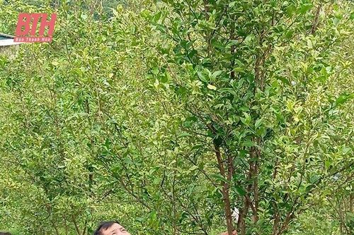 Chàng trai dân tộc Dao dám nghĩ, dám làm