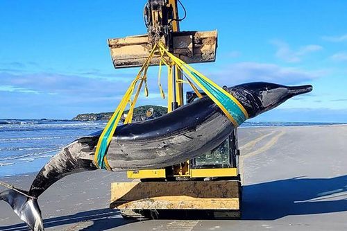 Xác cá voi hiếm gặp nhất thế giới dạt vào bờ biển New Zealand