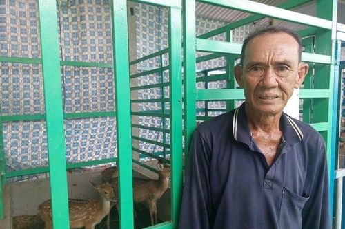 Lão nông Khmer đầu tư tiền tỷ nuôi hươu sao