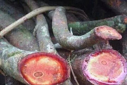 Điều ít biết về công dụng từ cây cỏ máu