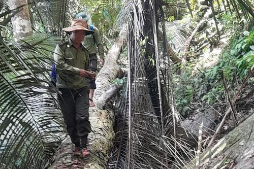 Quảng Nam: Khẩn trương điều tra vụ phá rừng gỗ quý hiếm