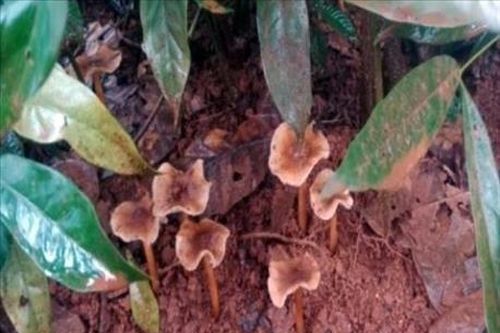 Ăn nhầm nấm có độc, 6 người phải nhập viện