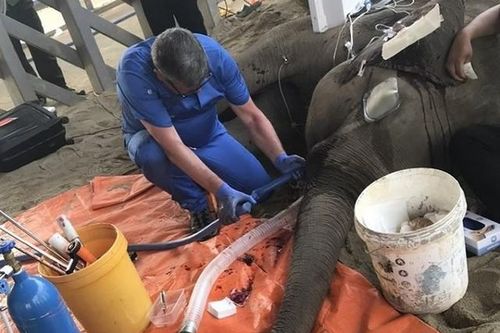 Nhổ ngà để cứu sống voi 8 tuổi ở Buôn Đôn