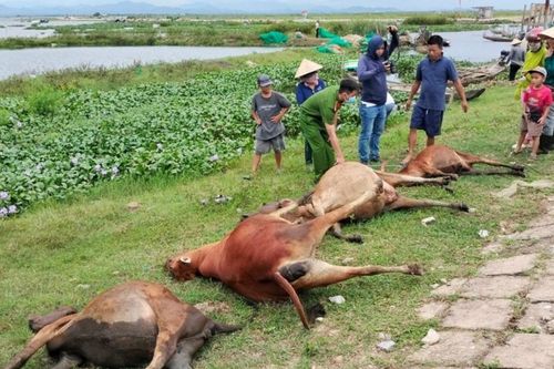 Bồi thường gần 60 triệu đồng cho một hộ dân có 4 con bò bị điện giật chết