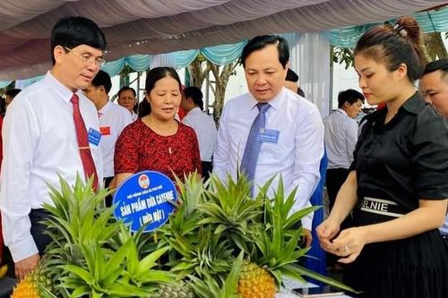 Hiệu quả mô hình trồng dứa mật Cayen