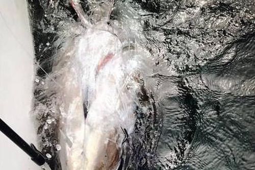 Ngư dân câu được cá ngừ khổng lồ 500kg, giá hàng chục tỷ đồng