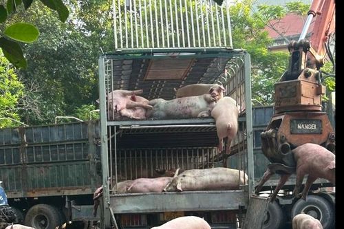 Tuyên Quang: Phát hiện lợn bị nhiễm dịch trên đường đi tiêu thụ