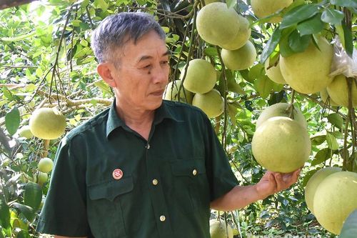 Làm kinh tế giỏi từ cây ăn quả