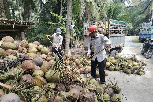 Giá dừa khô nguyên liệu tăng gấp đôi
