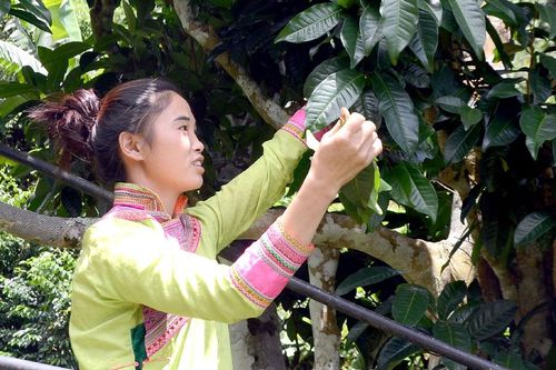 Đánh thức tiềm năng cây chè ở Mường Chà