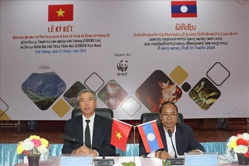 Việt Nam - Lào tăng cường hợp tác quản lý, bảo vệ rừng