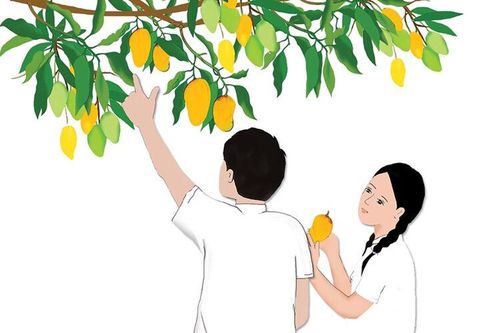 Rủ nhau đi lượm xoài