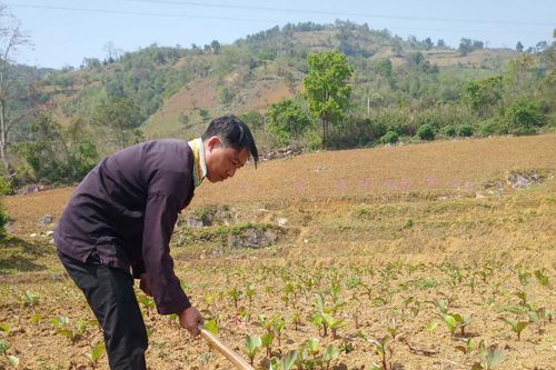 Trưởng bản giúp dân làm kinh tế