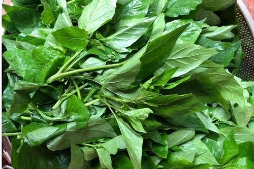 Loại rau dại xưa chả ai thèm, nay thành đặc sản, giúp giải độc