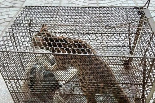 Quảng Bình: Nhiều người dân tự nguyện giao nộp động vật hoang dã quý hiếm